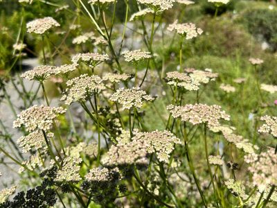 exif-2025-09-03-12-00-13.jpg