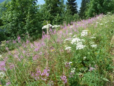 exif-2019-07-29-12-00-2.jpg