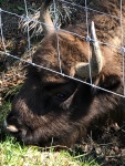 Bison_IMG_8287.jpg