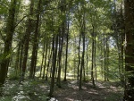 IMG_2141_foret.jpg