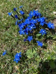 2025-05-02_8_gentianes.jpg